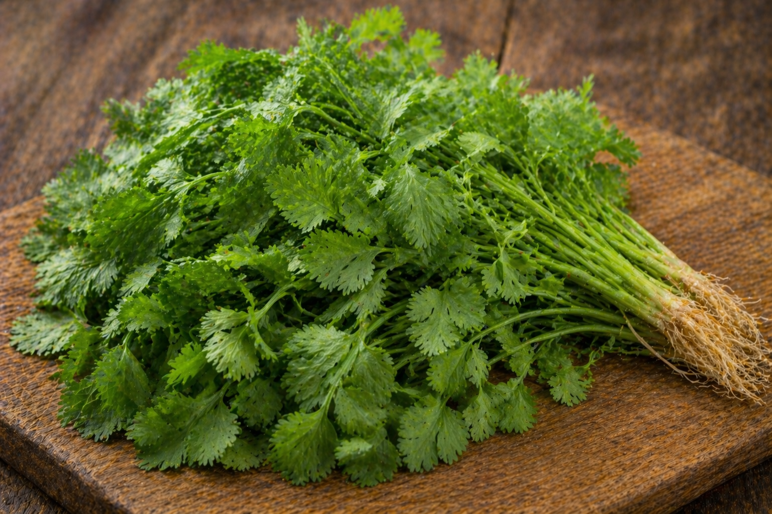 Cilantro Coyote