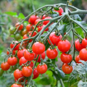 Cherry Tomato 500 gr