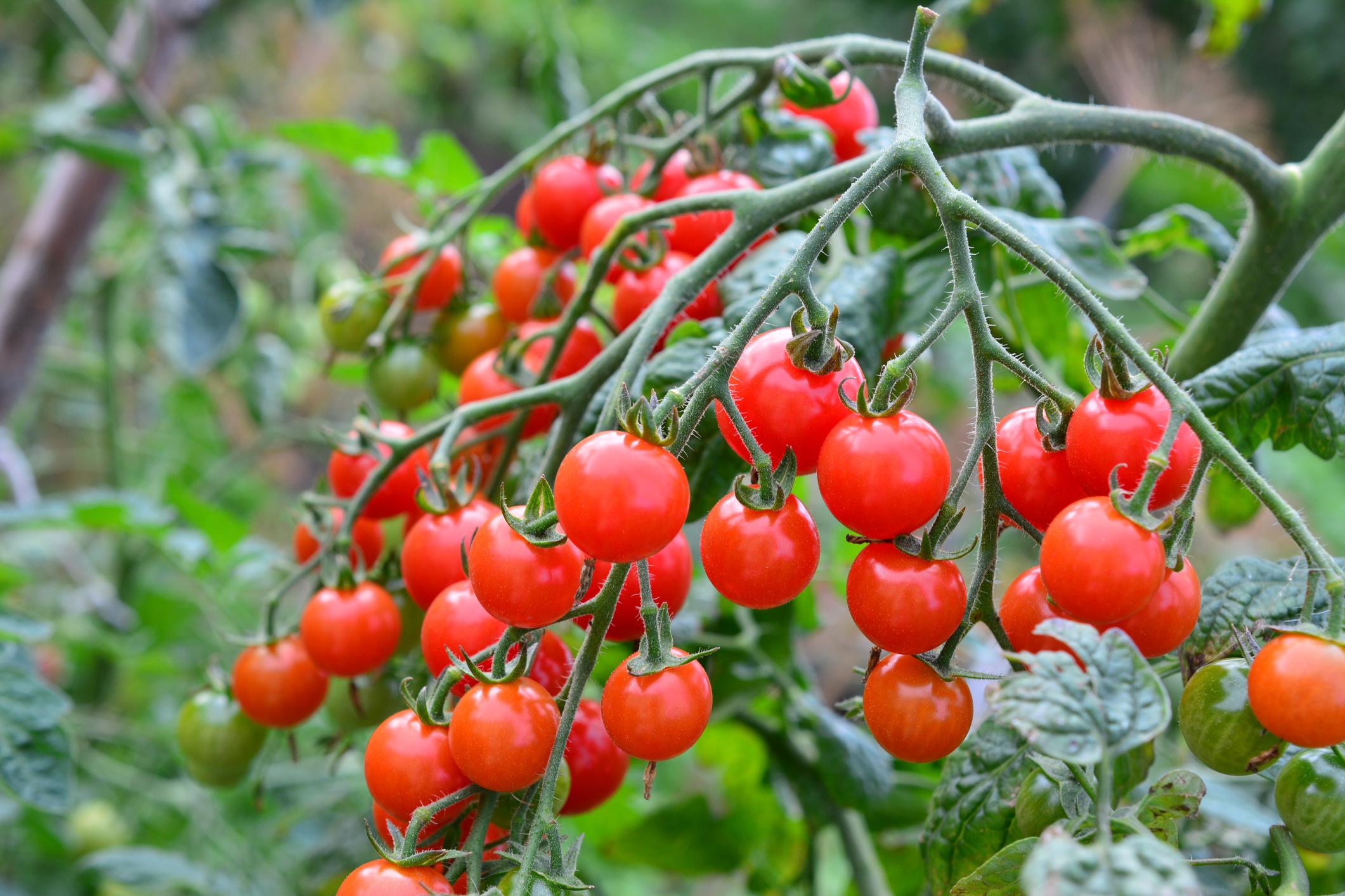 Cherry Tomato 500 gr