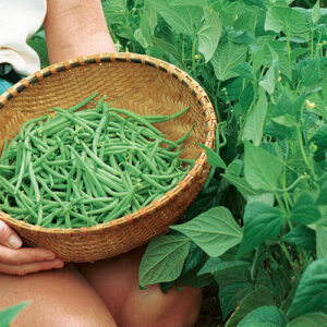 green-beans-mini-450-grs