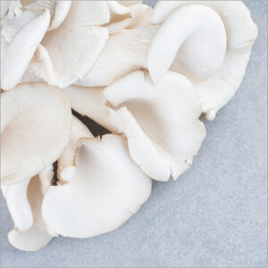 Oyster Mushroom 250 gr