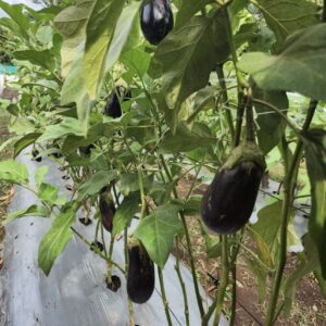 Eggplant Unit