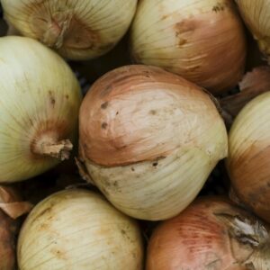 Onion Kg