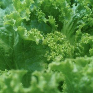 American Lettuce Unit