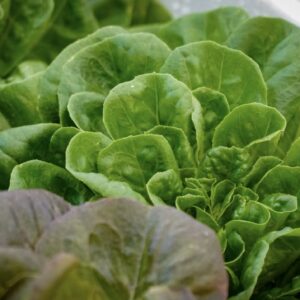 Romaine Lettuce Unit